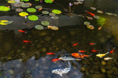 Pond Water Testing Services for Contractors