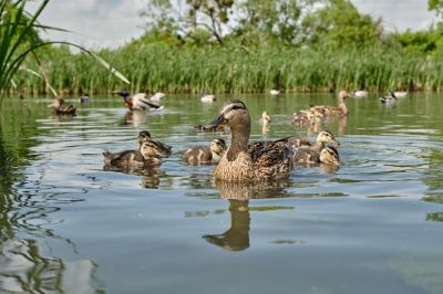 Ensure the Health and Safety of Your Aquatic Ecosystem!